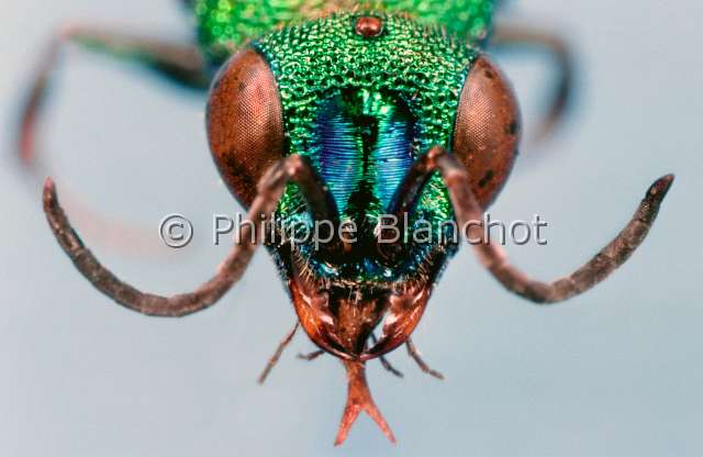 Hedychrum rutilans.JPG - Hedychrum rutilans (Portrait)ChrysideHymenopteraChrysididaeFrance